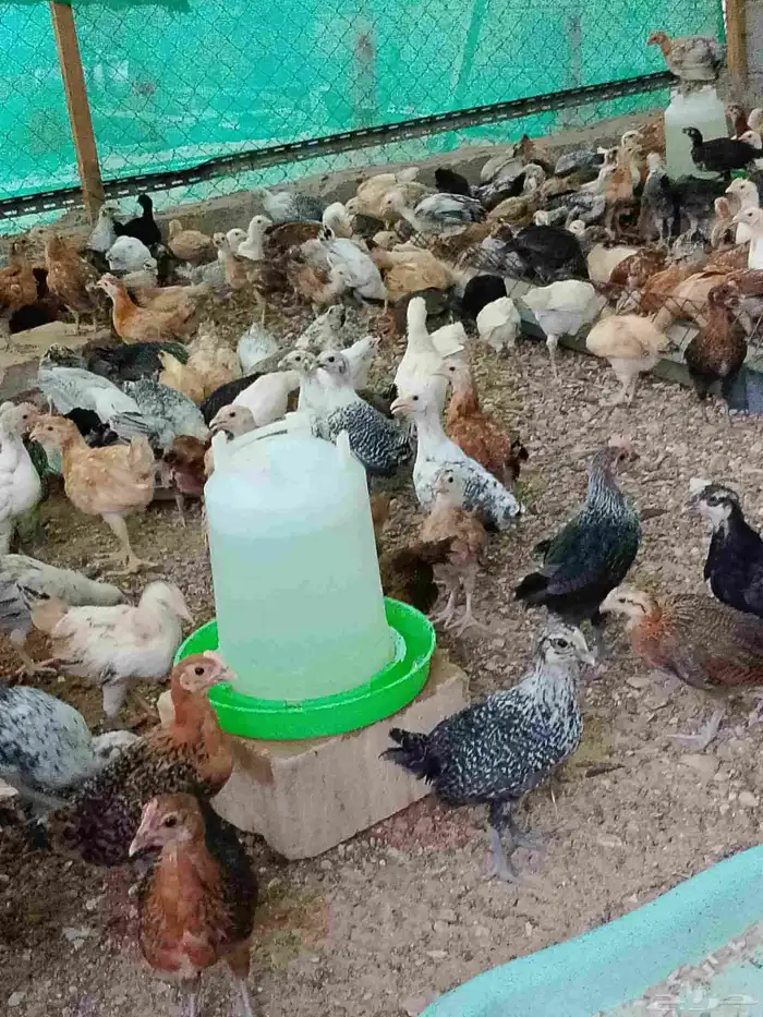 صوص بلدي مشكل 3