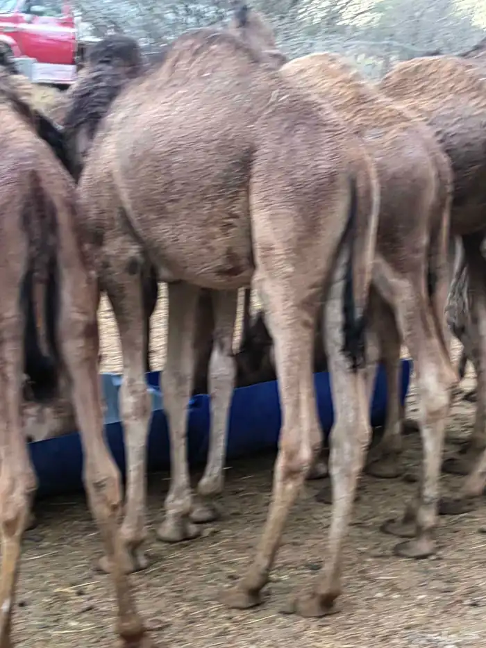 حاشي للبيع 0