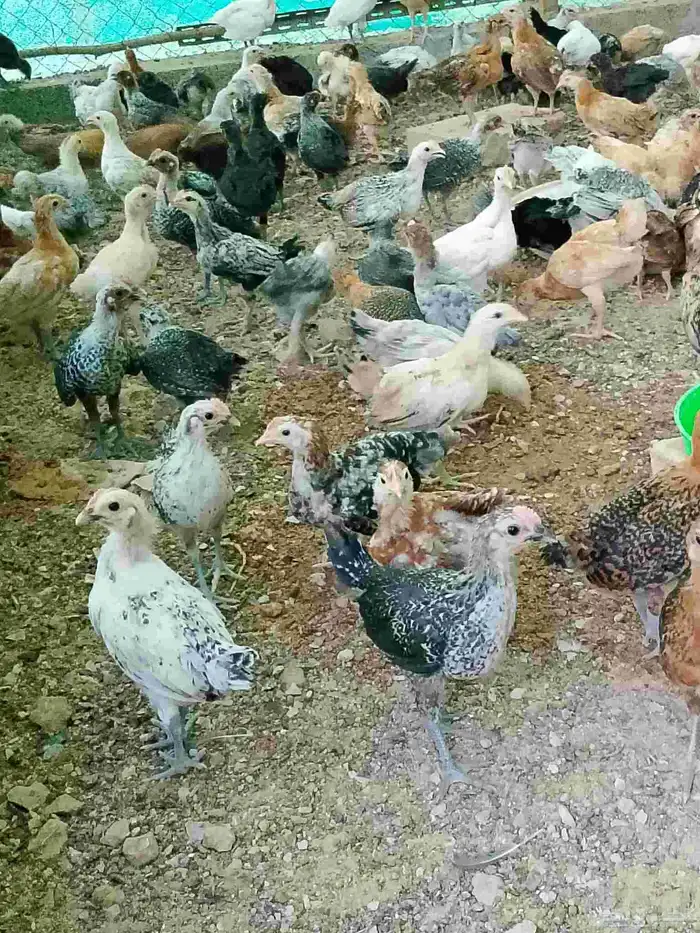 صوص بلدي مشكل 2