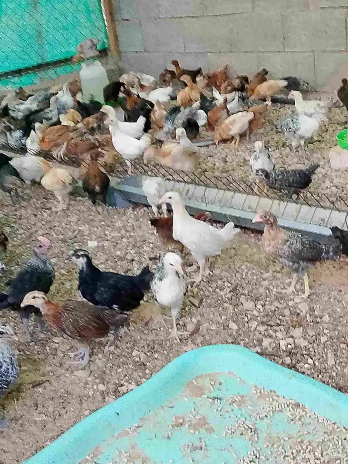 صوص بلدي مشكل 1