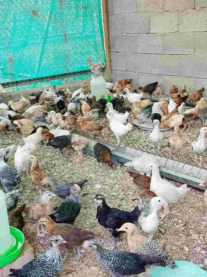 صوص بلدي مشكل 0