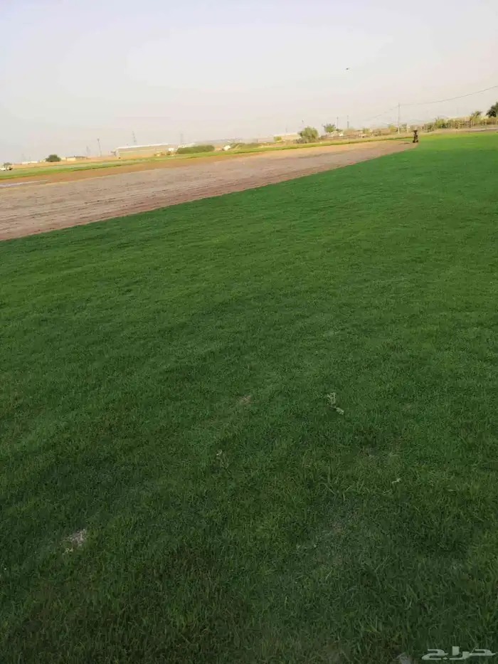 ثيل سي 2000 صافي وطبيعي درجة اوله يوجد تركيب وتوريد داخل الر 3