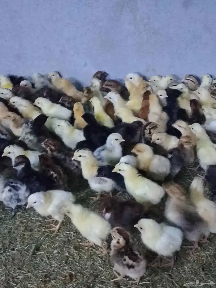 صوص بلدي مشكل 6