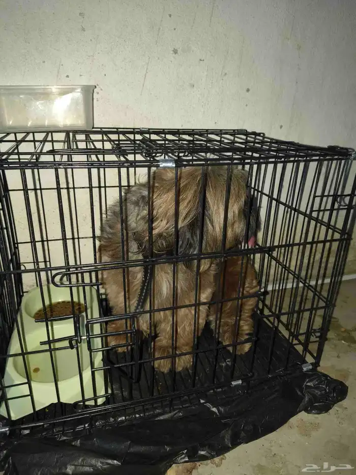 dog .. British 2