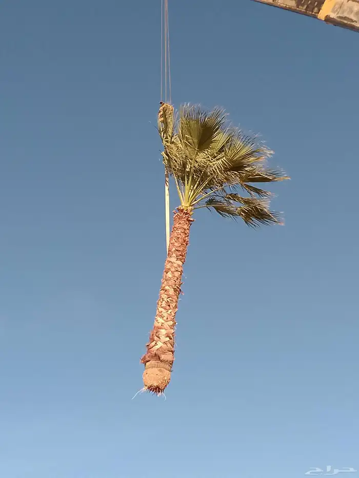 نخل واشنطن أمريكي ونخل عربي مثمر 7