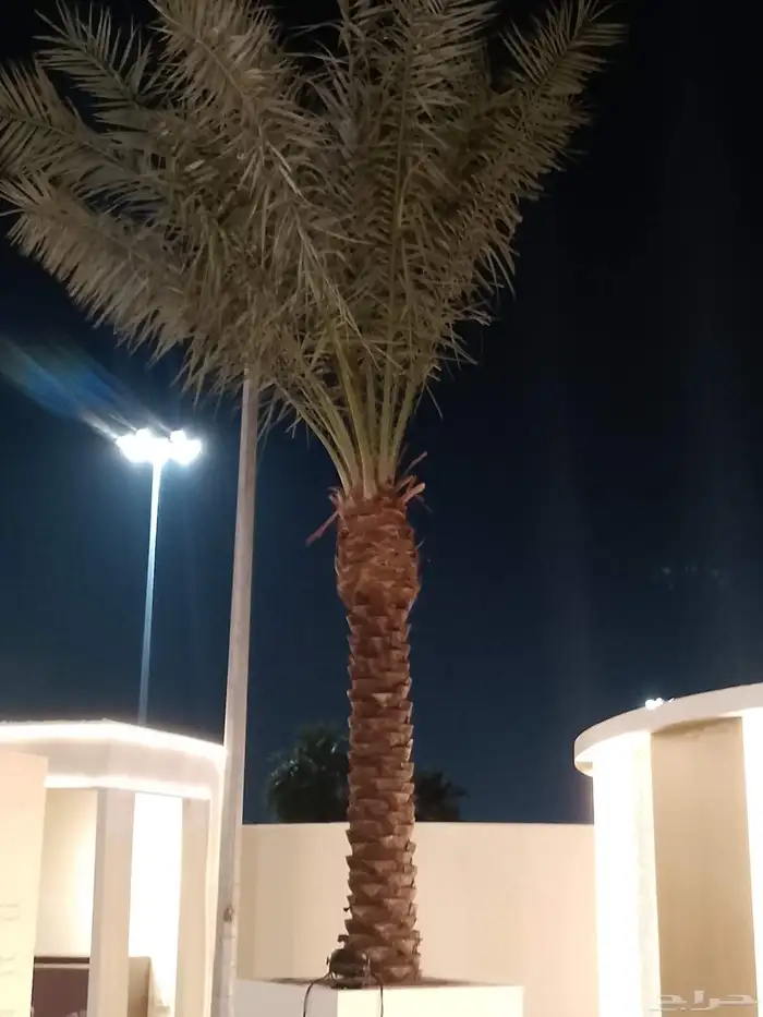 نخل واشنطن أمريكي ونخل عربي مثمر 3