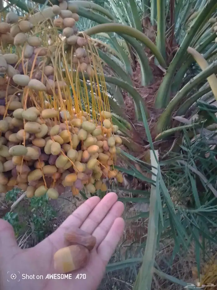 يواجد لديناجثايث البيع اسعرناطيبه نخل علااشراط 0