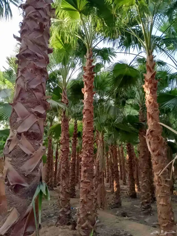 نخل واشنطن أمريكي ونخل عربي مثمر 9