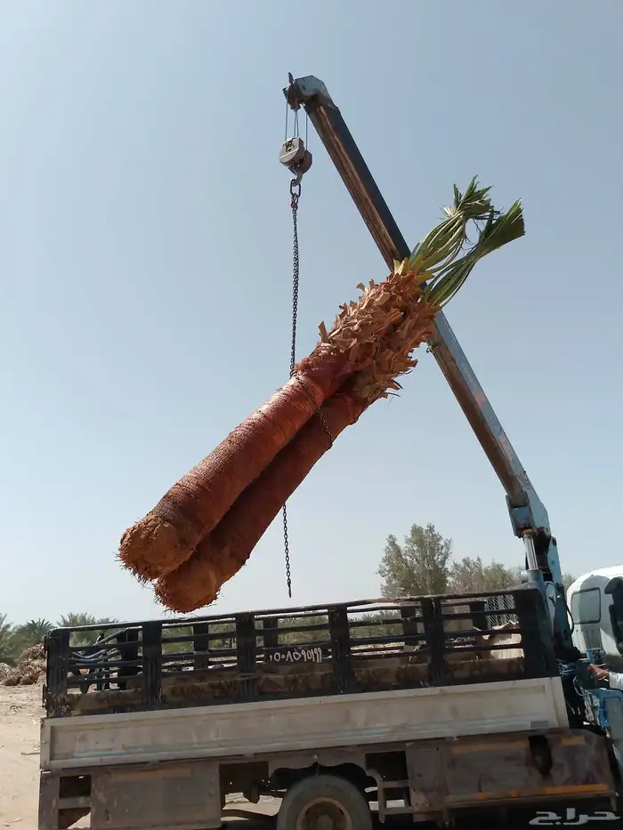 نخل واشنطن أمريكي ونخل عربي مثمر 2