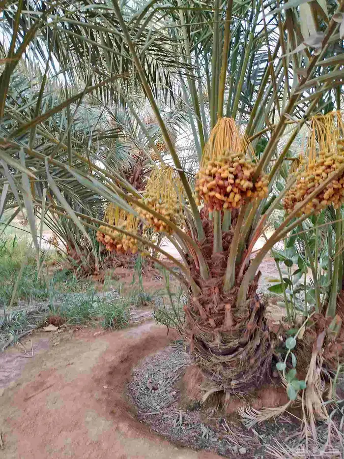 نخل مثمر للبيع خلاص صقعي برحي شيشي هلالي سكري منيفي 0