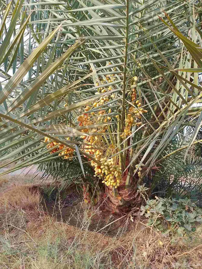نخل مثمر للبيع خلاص صقعي برحي شيشي هلالي سكري منيفي 1