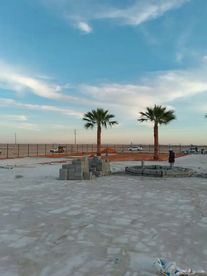 نخل واشنطن أمريكي ونخل عربي مثمر 5