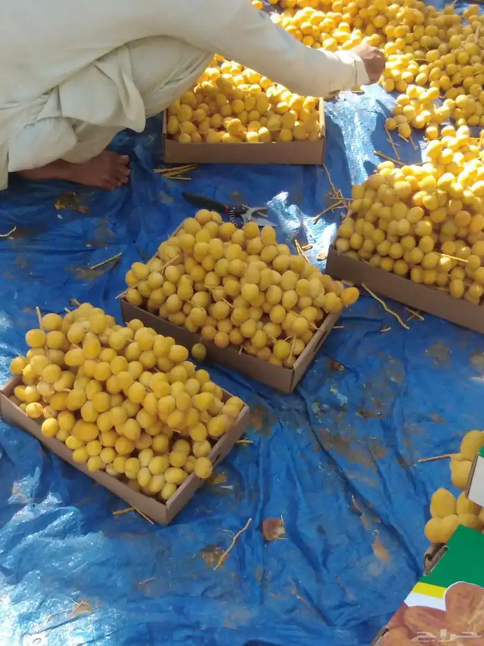 جميع انواع انخيل عربي واشنطني امريكي 6