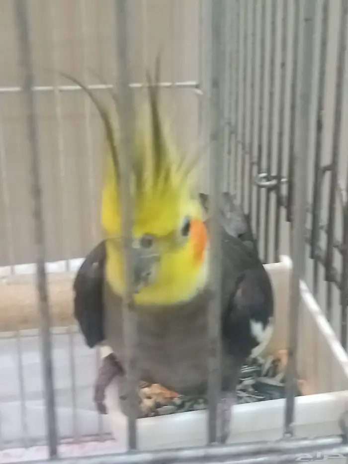 للبيع كروان أليف 2