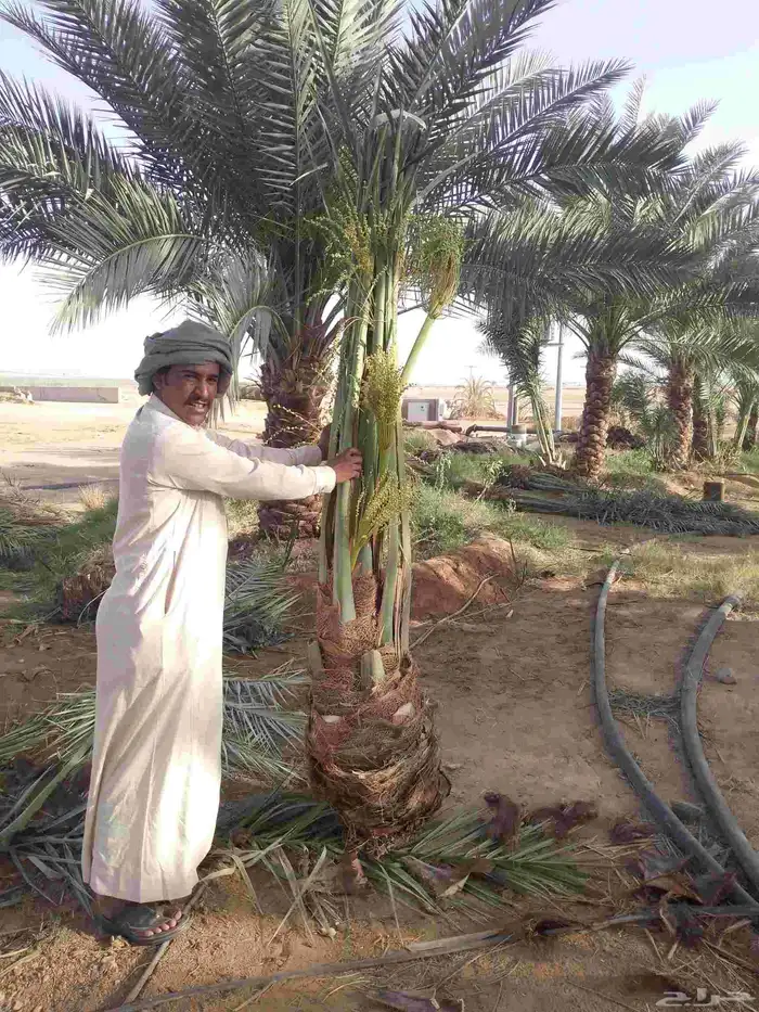 يوجد لدينا نخيل للبيع 10