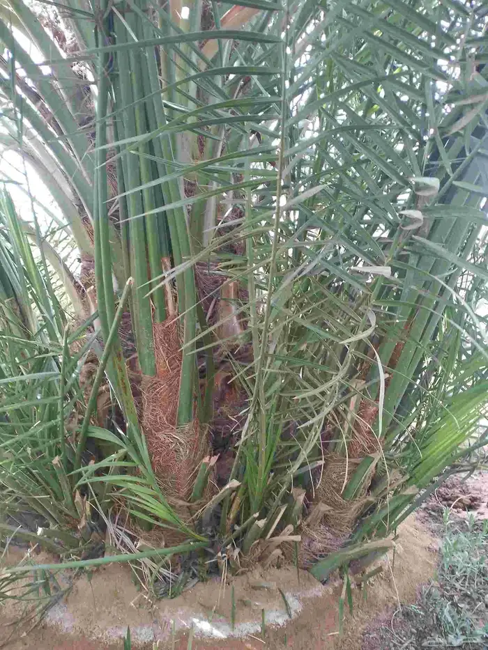 يوجد لدينا نخيل للبيع 13