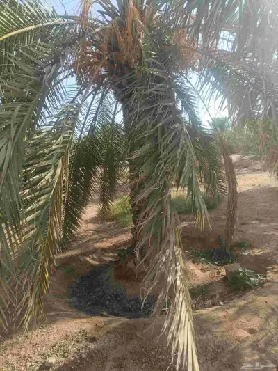 مزرا نخل 0