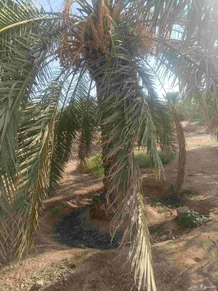 مزرا نخل 0