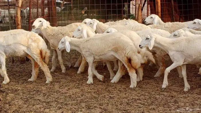 رخال مقاني حرش فرش الفحل 50 رأس تأسيس مراح 17