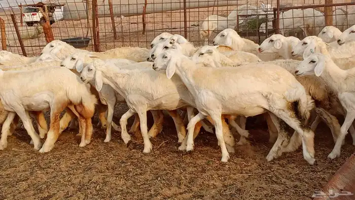 رخال مقاني حرش فرش الفحل 50 رأس تأسيس مراح 18