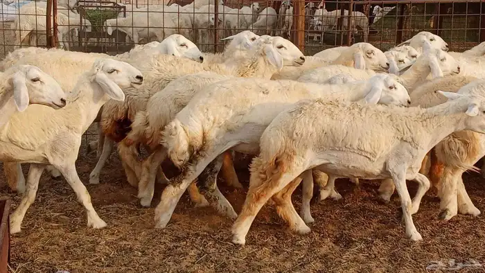 رخال مقاني حرش فرش الفحل 50 رأس تأسيس مراح 8