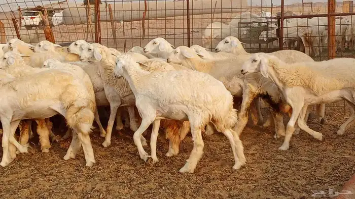 رخال مقاني حرش فرش الفحل 50 رأس تأسيس مراح 11