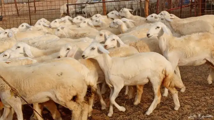 رخال مقاني حرش فرش الفحل 50 رأس تأسيس مراح 13