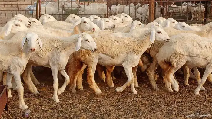 رخال مقاني حرش فرش الفحل 50 رأس تأسيس مراح 28