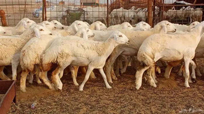 رخال مقاني حرش فرش الفحل 50 رأس تأسيس مراح 0