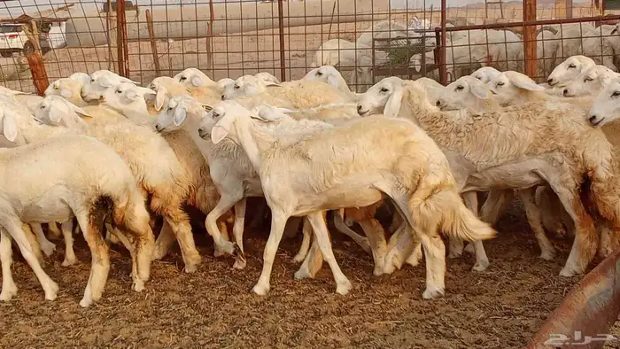 رخال مقاني حرش فرش الفحل 50 رأس تأسيس مراح 22