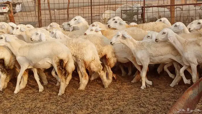 رخال مقاني حرش فرش الفحل 50 رأس تأسيس مراح 26