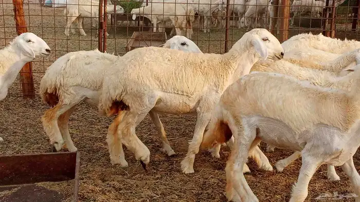 رخال مقاني حرش فرش الفحل 50 رأس تأسيس مراح 15