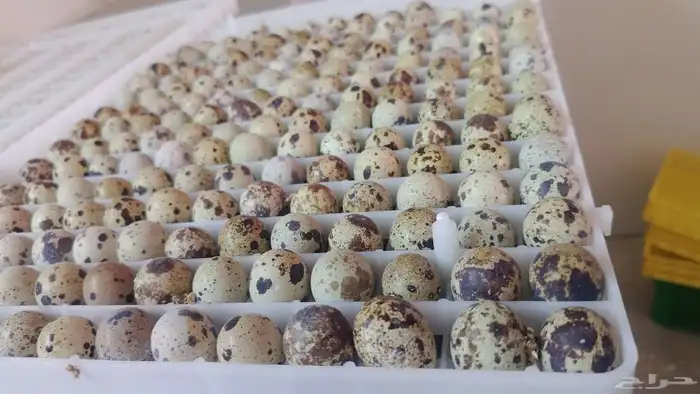 سمان كريمي بلدي لحم وشحم 2