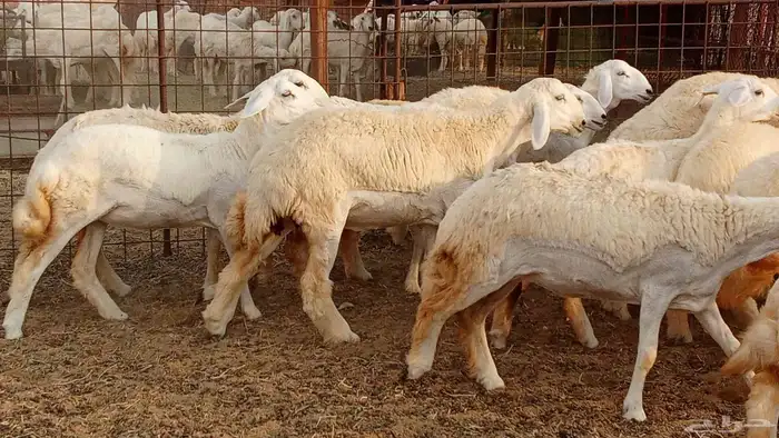 رخال مقاني حرش فرش الفحل 50 رأس تأسيس مراح 3