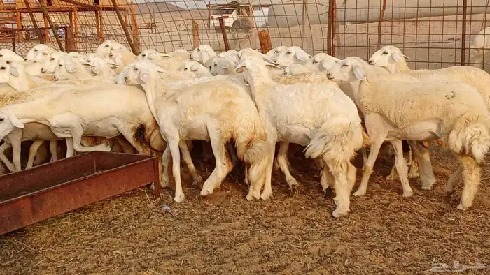 رخال مقاني حرش فرش الفحل 50 رأس تأسيس مراح 5