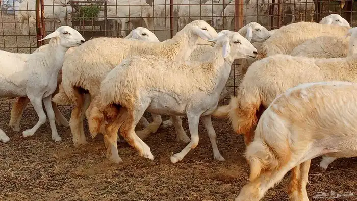 رخال مقاني حرش فرش الفحل 50 رأس تأسيس مراح 4