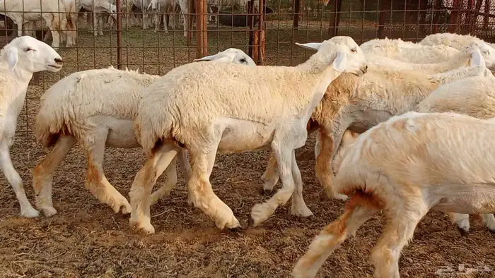 رخال مقاني حرش فرش الفحل 50 رأس تأسيس مراح 16