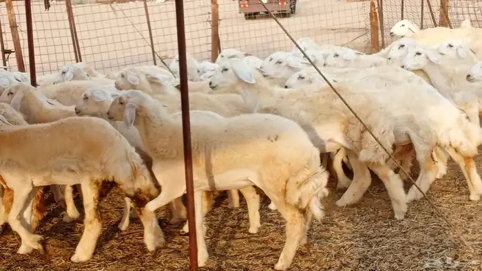 رخال مقاني حرش فرش الفحل 50 رأس تأسيس مراح 14