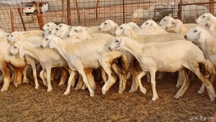 رخال مقاني حرش فرش الفحل 50 رأس تأسيس مراح 20