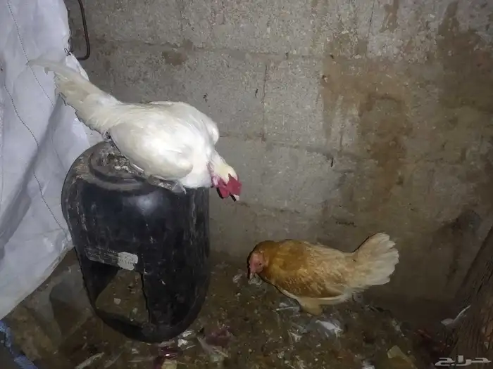 دجاجه وديك للبيع ل اعلى سومه 0
