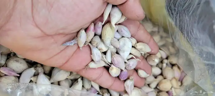 قشر خولاني. قهوه خولاني خظرا ذره صفرا يمني. ذره حمرا يمني 3