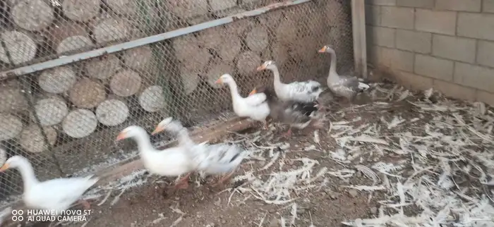 وز بلدى 1