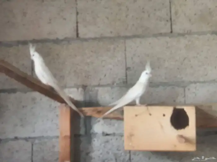 ببغاء كروان 0