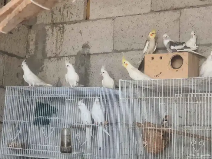 ببغاء كروان 3