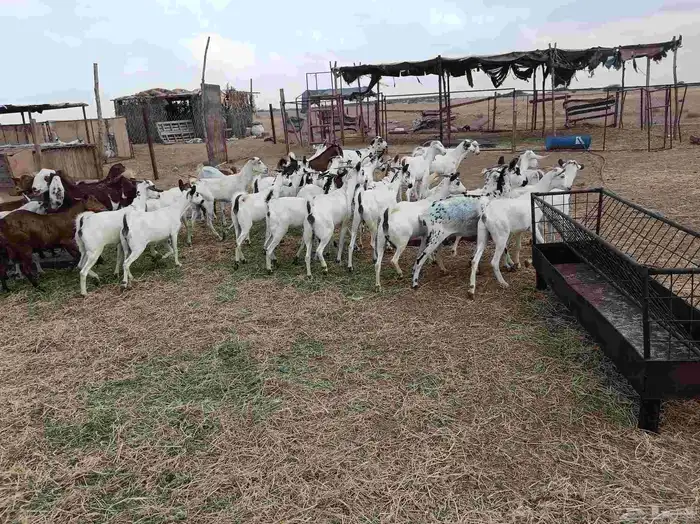 ماعز دفاع 2