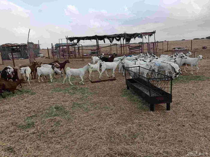 ماعز دفاع 3