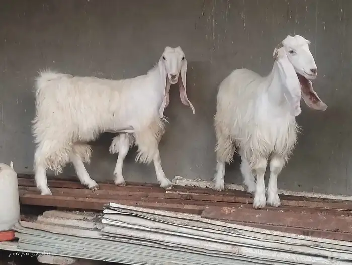 ماعز عوارض بكاير 0