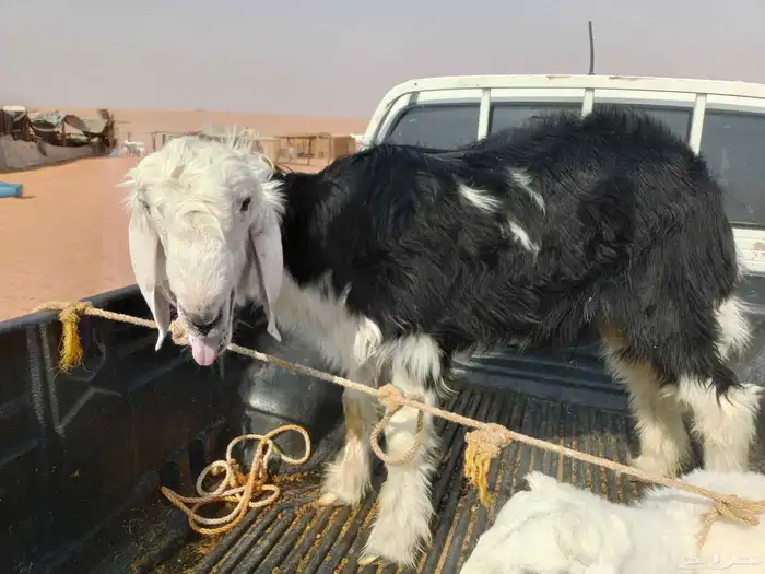 طلي نجدي طيب حد الغلاق ورخل حريه طيبه حد الغلاق 8