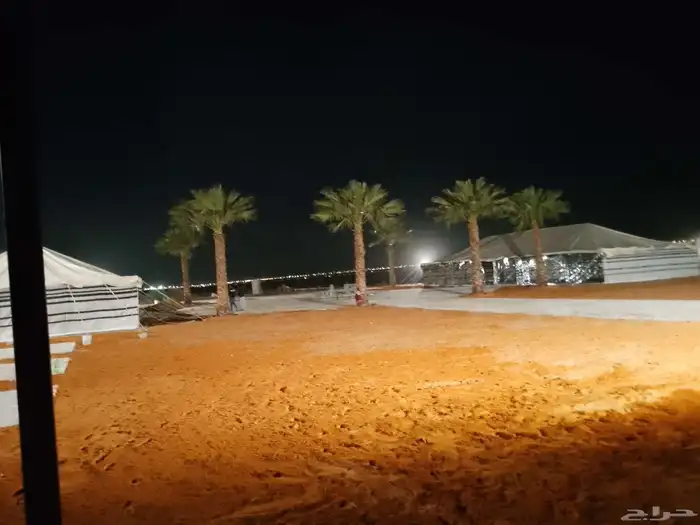 نخل واشنطن أمريكي ونخل عربي مثمر 4