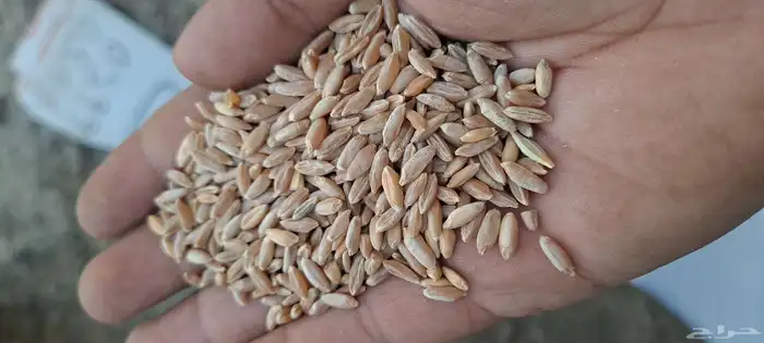 قشر خولاني. قهوه خولاني خظرا ذره صفرا يمني. ذره حمرا يمني 6